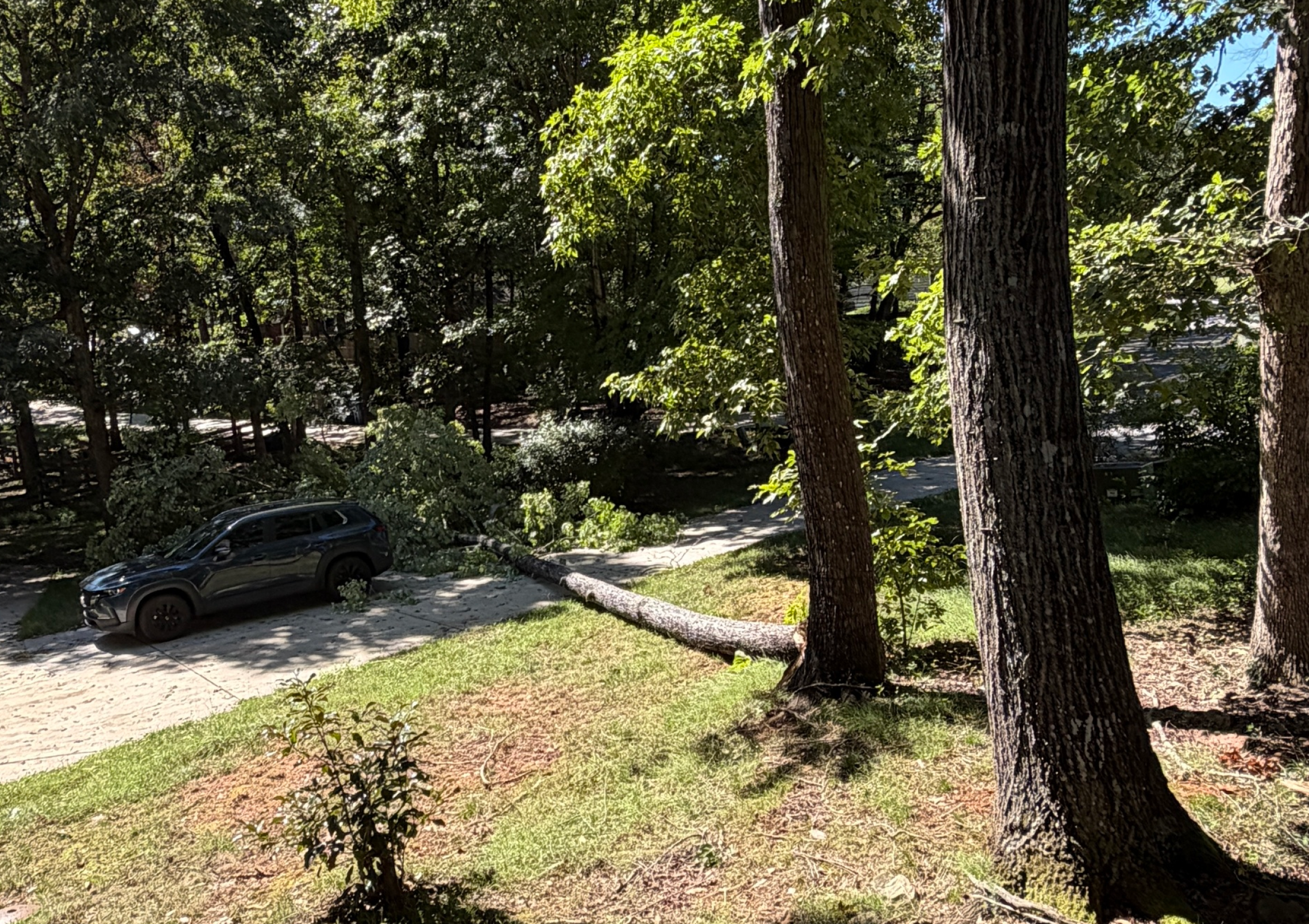 arborist service